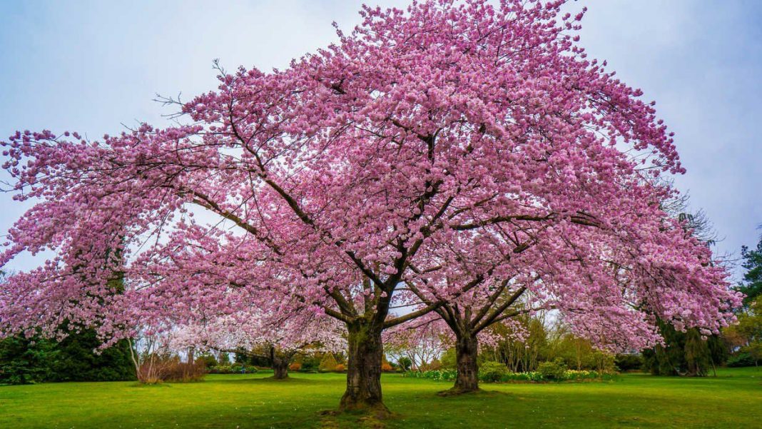 Cherry Blossom Trees Images - Corie Shandy