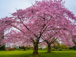 Cherry blossom tree