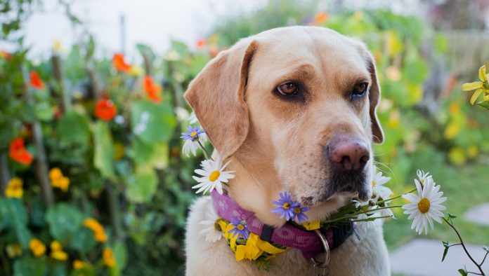 gardening tips for dog