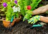 Future of Gardening