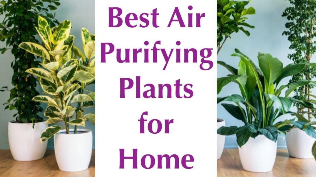 Know About Air Purifying Plants Playcast Media | My XXX Hot Girl
