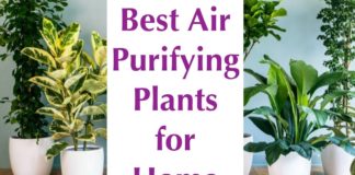 Air-Purifying Plants