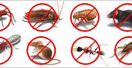Pests to watch out for