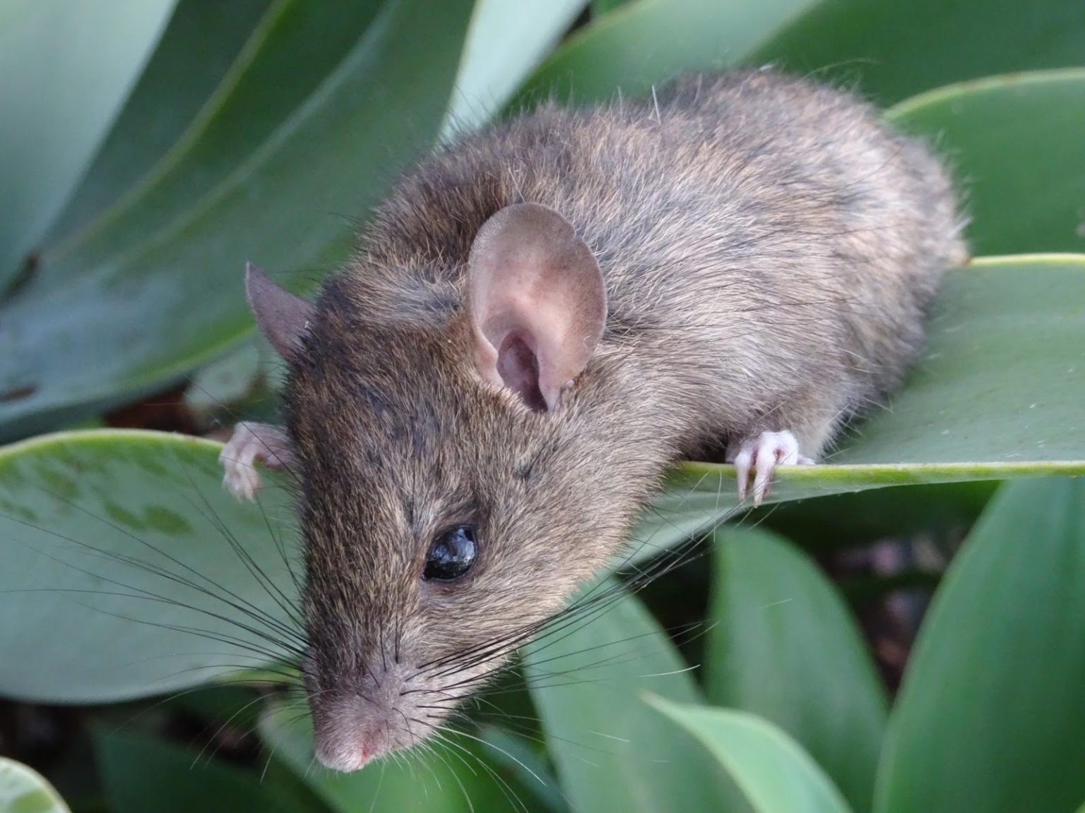 Do Vegetable Gardens Attract Rats at Diemer blog