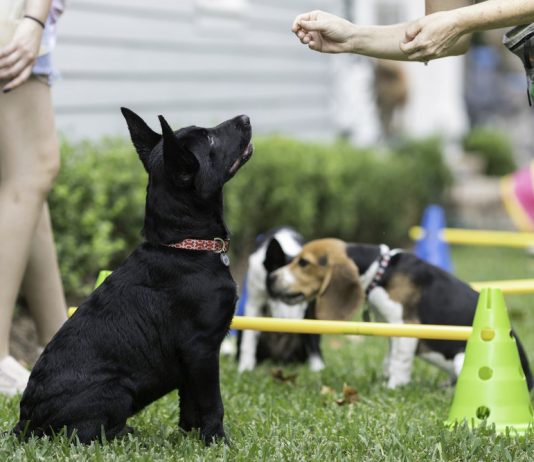 Dog Training