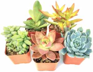 how often to water succulents