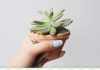 how often to water succulents