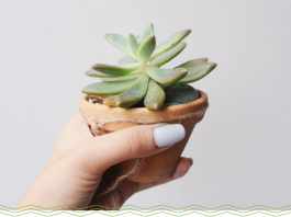how often to water succulents