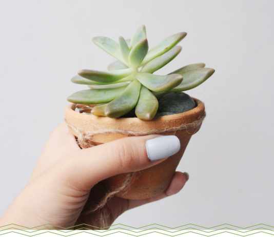 how often to water succulents