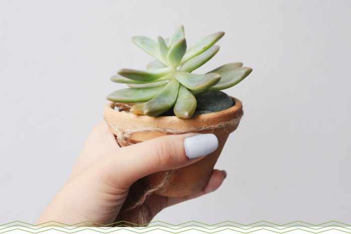 how often to water succulents