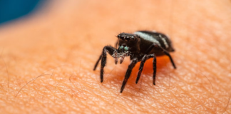 Home remedies for spider bites