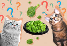 can-cats-eat-kale