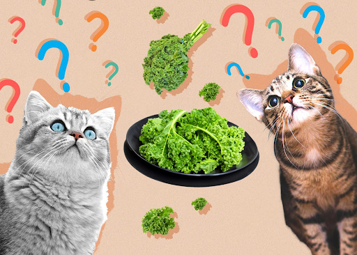 can-cats-eat-kale