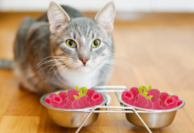 can cats eat raspberries