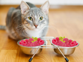 can cats eat raspberries