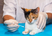 should you pick scabs off cats