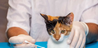 should you pick scabs off cats