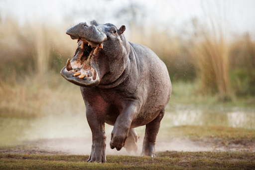 What Sound Does a Hippo Make