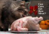 Can Cats Eat Raw Meat- A Complete Answer To It! can cats eat raw meat