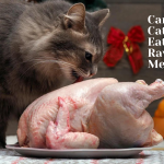 can cats eat raw meat