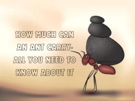 how much can an ant carry