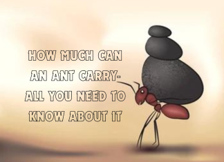 how much can an ant carry