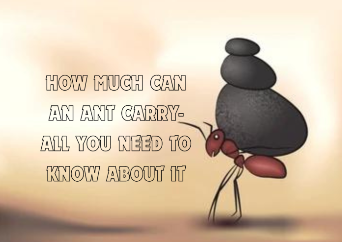 how much can an ant carry