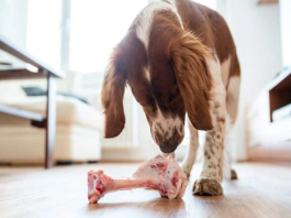 can dogs eat lamb bones