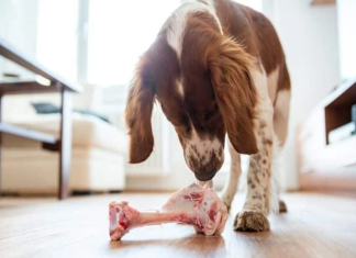 Can dogs eat lamb bones as occasional treats? can dogs eat lamb bones