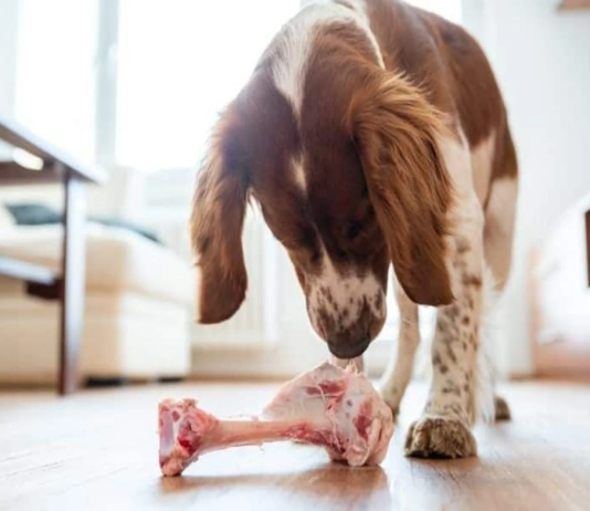can dogs eat lamb bones
