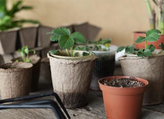 VM Global Impex LLP: Coco Peat, Coir Grow Bags, and Sustainable Growing Media Solutions