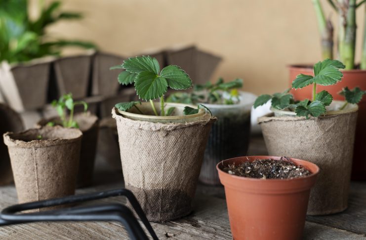 VM Global Impex LLP: Coco Peat, Coir Grow Bags, and Sustainable Growing Media Solutions